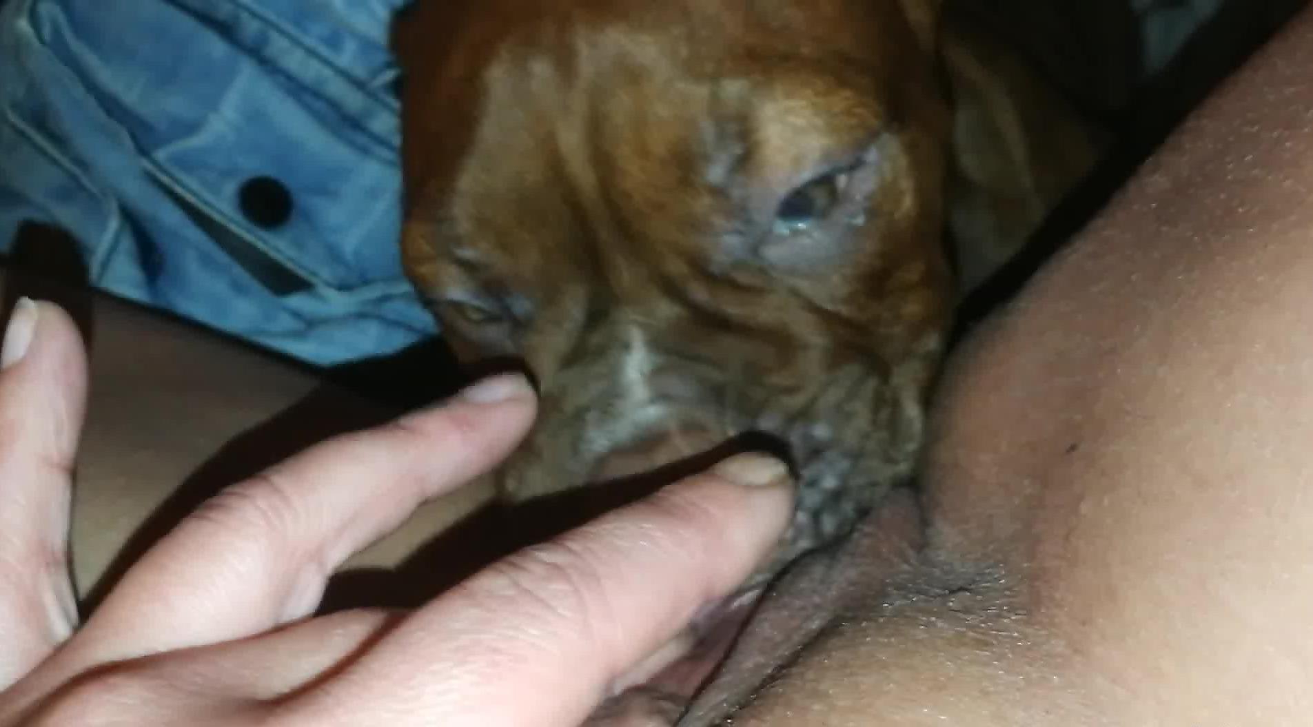 Dog eating the owner's juicy pussy in a POV video