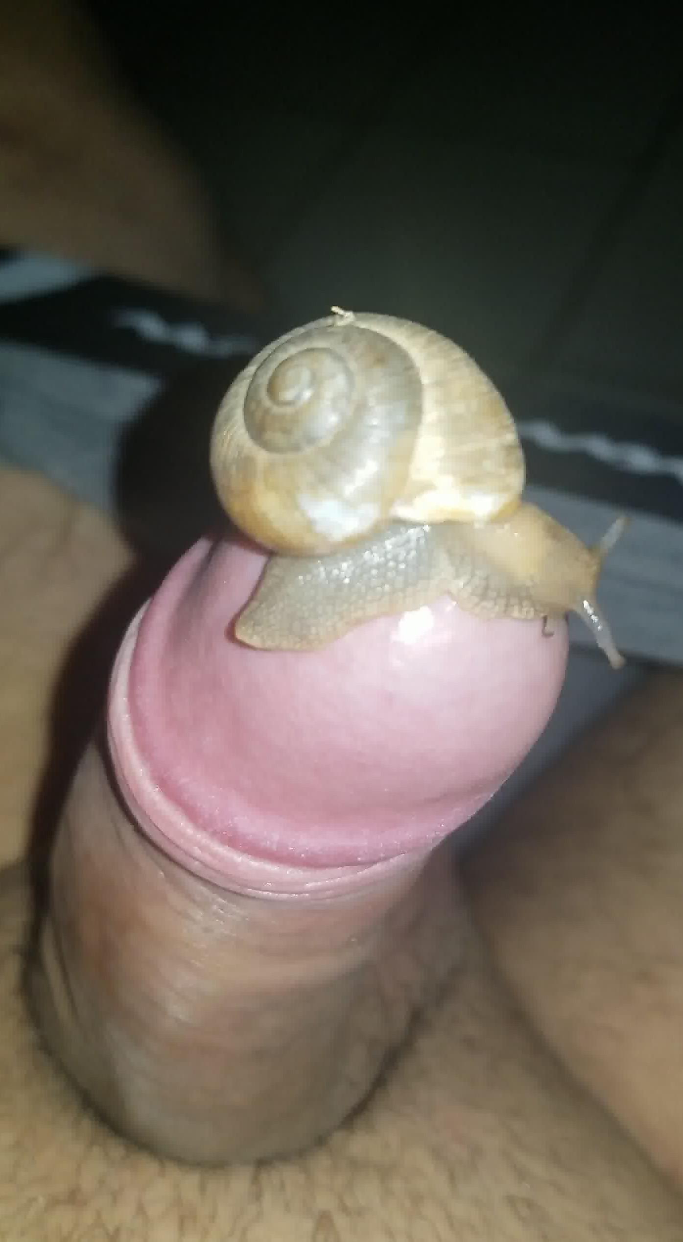 Dude lets a snail pleasure his uncut dick on camera