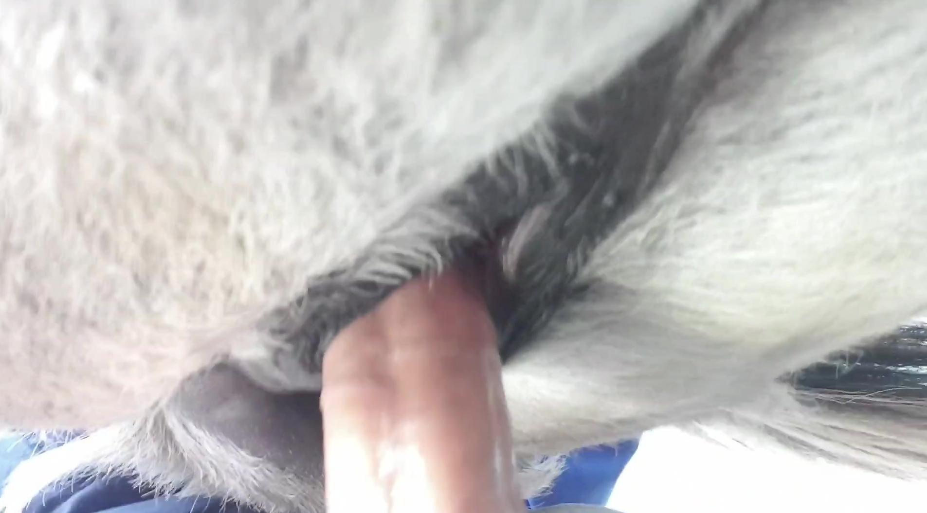 Man sticks it in a horse's pussy for insane pleasures