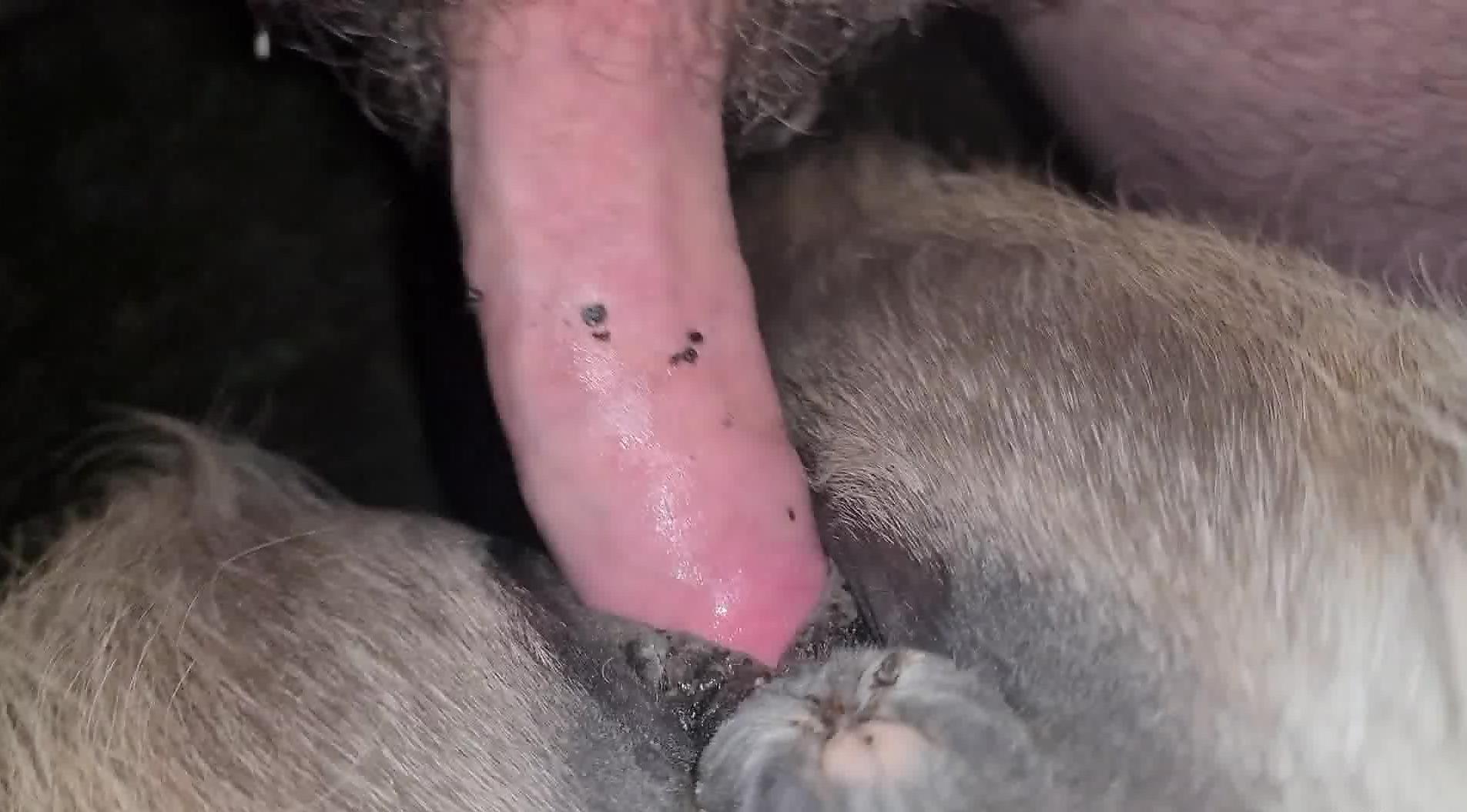 Furry beast getting drilled by a firm cock here