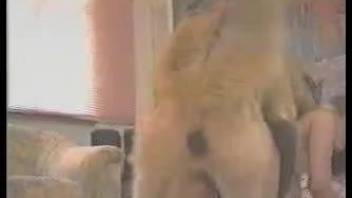 Nude amateur babes hard sex with a dog on live cam