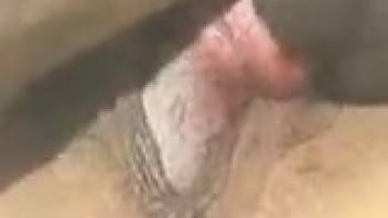 Intimate shot of aroused canine penetrating a woman's vagina