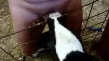 Perverted animal enthusiast records a young goat touching his hard penis