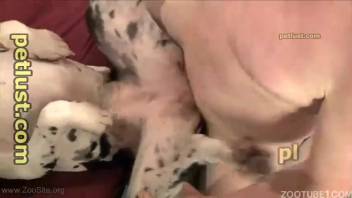 Filthy Dalmatian bitch must handle this guy's huge dick