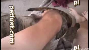 Aroused canine penetrating a homosexual man's receptive anus live on webcam