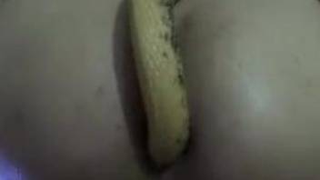 Fun anal penetration with a really sexy-looking snake