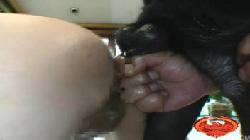 Curvy-assed Japanese chick gets pounded by a dog's dick doggy-style