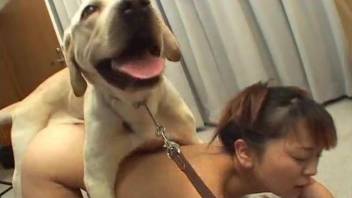 Asian beauty with pigtails has to fuck dogs on camera