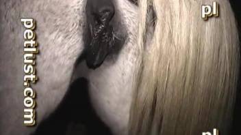 White horse gets hardly nailed by completely perverted zoofil