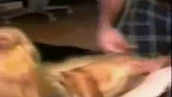 Extreme bestiality dog sex video featuring a female with a narrow vagina