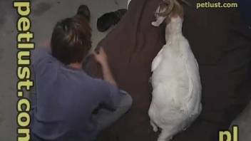 Sweet white animal is trying anal sex with perverted zoofil