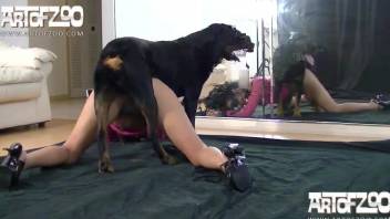 Stunning fuck doll on high heels and black dog in bestiality action