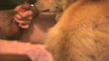 Incredible canine bestiality scene featuring a hot brown dog and its owner
