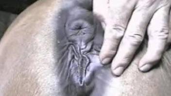 Man with massive boner nicely cums inside of a tight horse ass