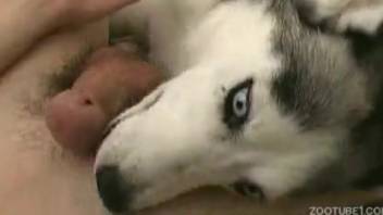 Well-endowed guy aggressively penetrates this canine's shaggy opening
