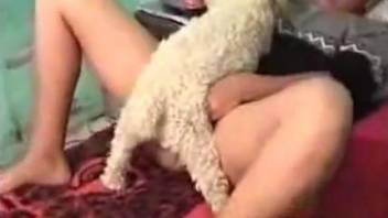Curly-haired Poodle shoves small dick into MILF's pussy