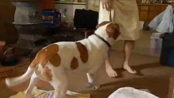 Smart dog gladly licks asshole of his strange master