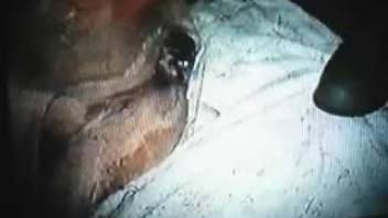 Homemade animal webcam footage depicting a man having intercourse with a dog