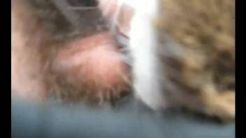 Man shoves dick deep into animal's asshole in POV video