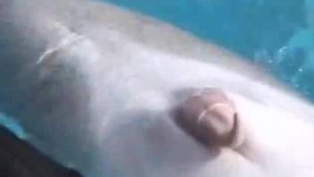 Swimmer caresses smooth skin of dolphin in pool