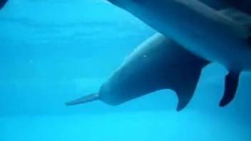 Marital games of group of beautiful dolphins in blue ocean