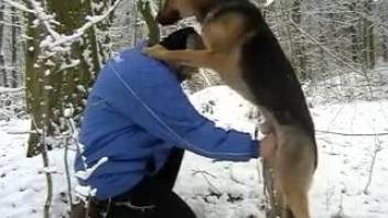 Elderly bearded bestiality enthusiast performing oral sex on a canine's thick penis