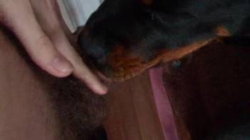 Intimate bestiality footage of a black dog consuming penis