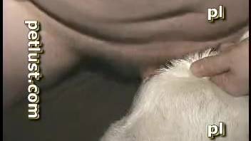 Overweight guy thrusting into this goat's tasty vagina