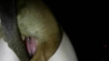 Homemade sex of masked woman and her pedigreed dog