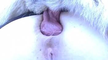 Big-boobed babe with shaved pussy does like hardcore dog anal