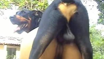 Latina whore does it with doggy after sucking its dick