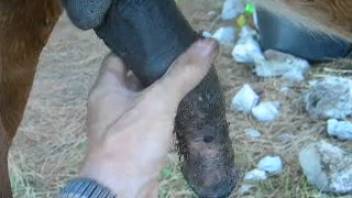 Homosexual zoophile guy masturbating a horse's dick in this point-of-view clip