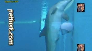 Dolphins are looking so freaking sexy, especially underneath