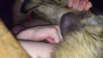 Astonishing animal intercourse encounter with a hugely endowed canine