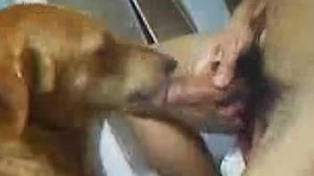 Pretty cute doggy gives a blowjob and gets fucked from behind