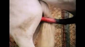 Great to watch two voluptuous prostitutes banging in the doggy style position