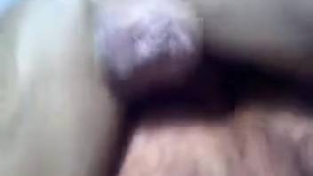 Fast and filthy animal sex scene shot in close-up