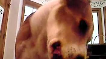 Canine tongues guy's penis following his webcam masturbation session