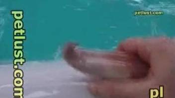 Dolphin receives a very passionate handjob in POV