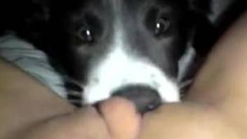 Dog licks woman's pussy when she's masturbating