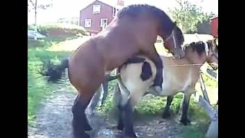 Two sex-crazed horses fuck each other outdoors