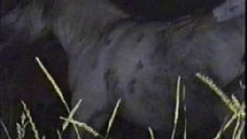 Horny dude discovers an ideal female horse to bang roughly