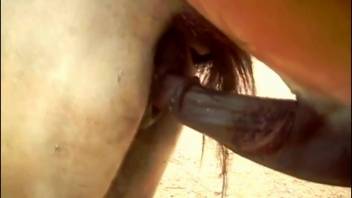 Ivory mare's vagina being overpowered by a dark stallion