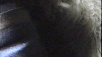 Enraged rancher banging a ewe's oozing pussy