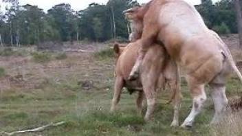 Cows fucking are the new delight for the horny zoo lover