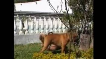 Back yard zoophilia porn with her dog in live cam scenes