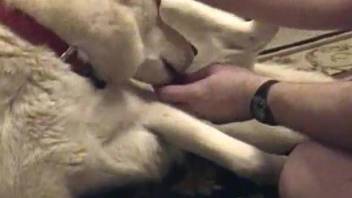 Sexy white doggy anally impaled by hubby in sideways pose