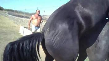 Black stallion punishing an eager animal pussy