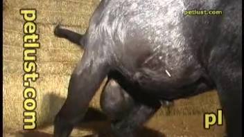 Lustful guy eager to bang this tender young calf