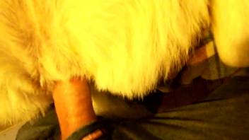 Guy records himself banging beast's butthole from behind in doggy position